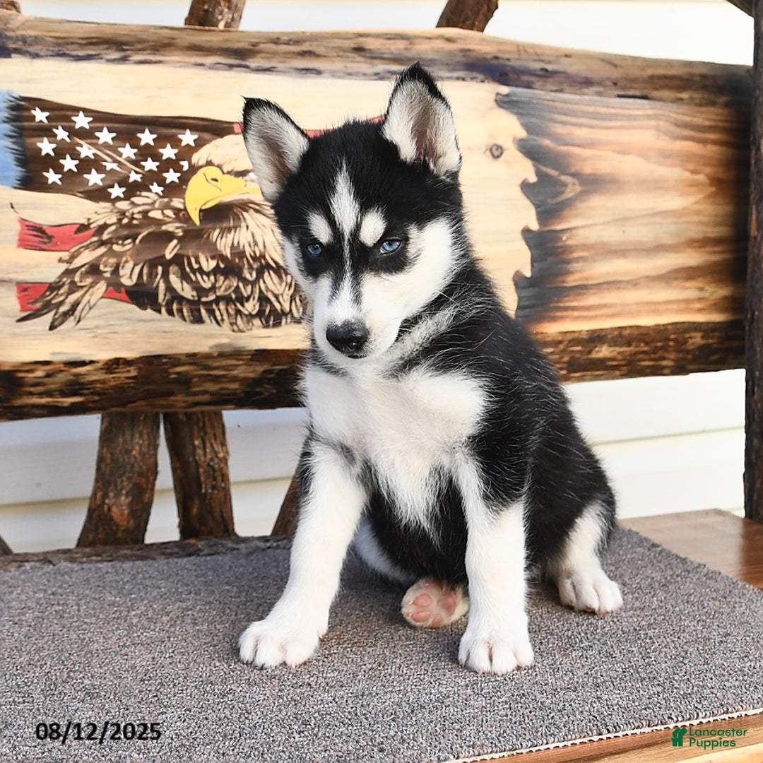 Siberian Husky dogs for sale: Roxanne - Image 3