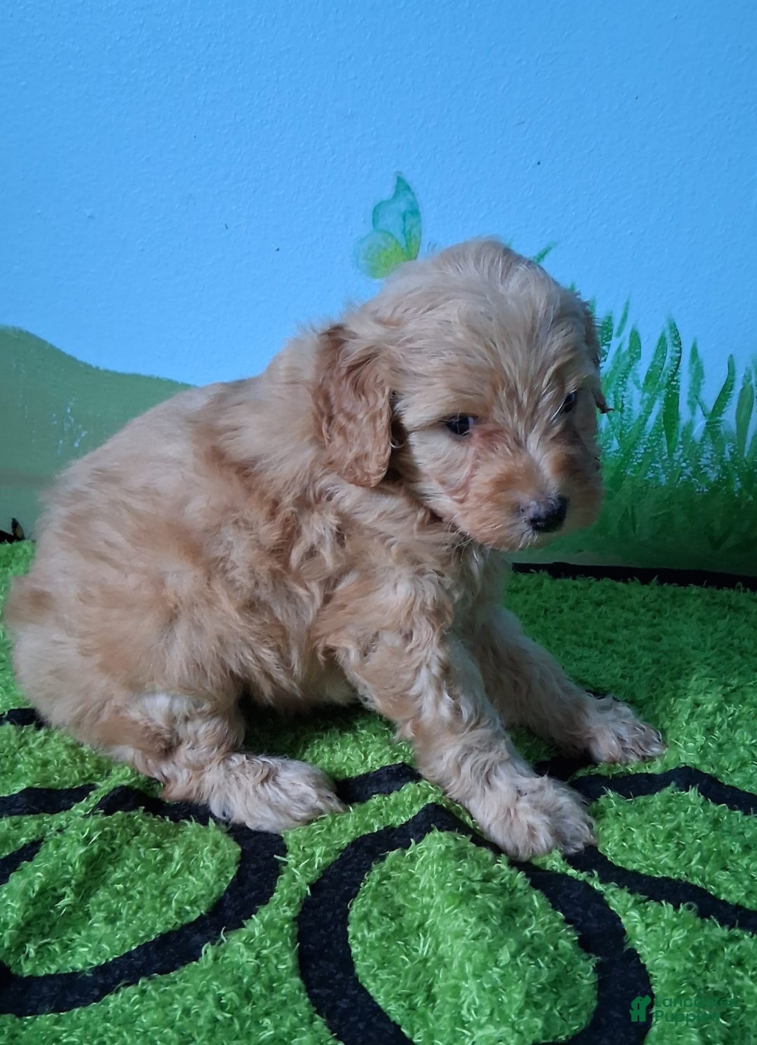 Mini Aussiedoodle dogs for sale: HONEY - Image 4