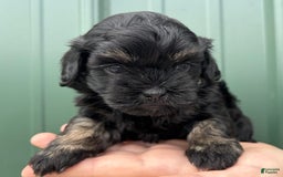 Shihpoo dogs for sale: Clinker - Image 3