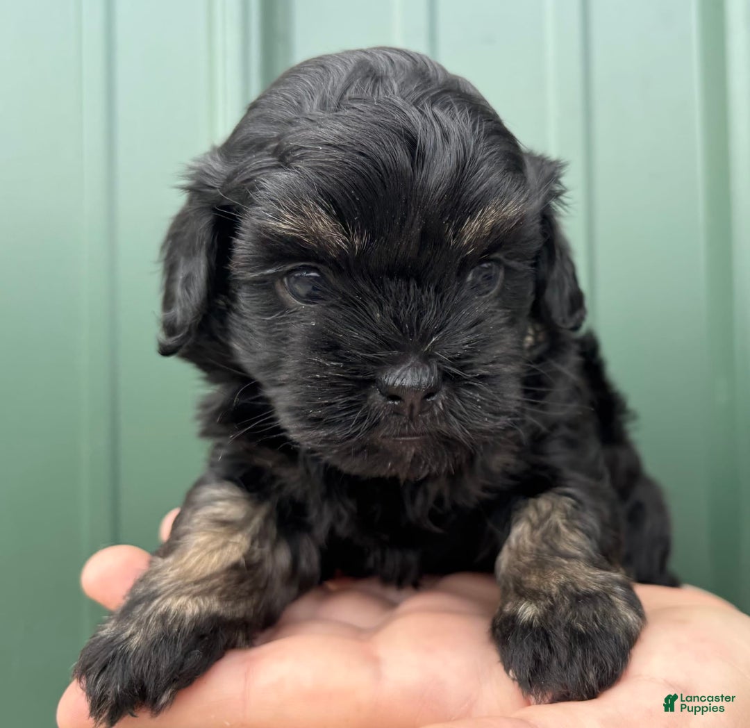 Shihpoo dogs for sale: Clinker - Image 3