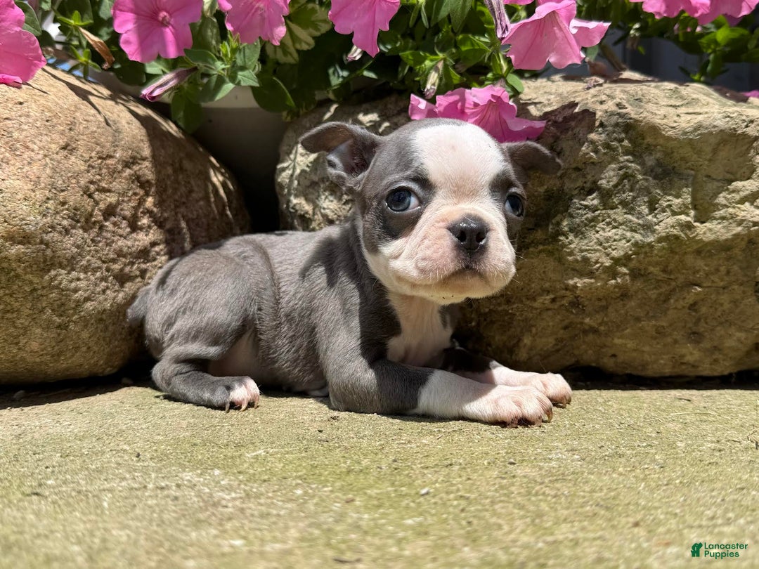 Boston Terrier dogs for sale: Paris - Image 3