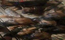 German Shepherd dogs for sale: Daisy - Image 2