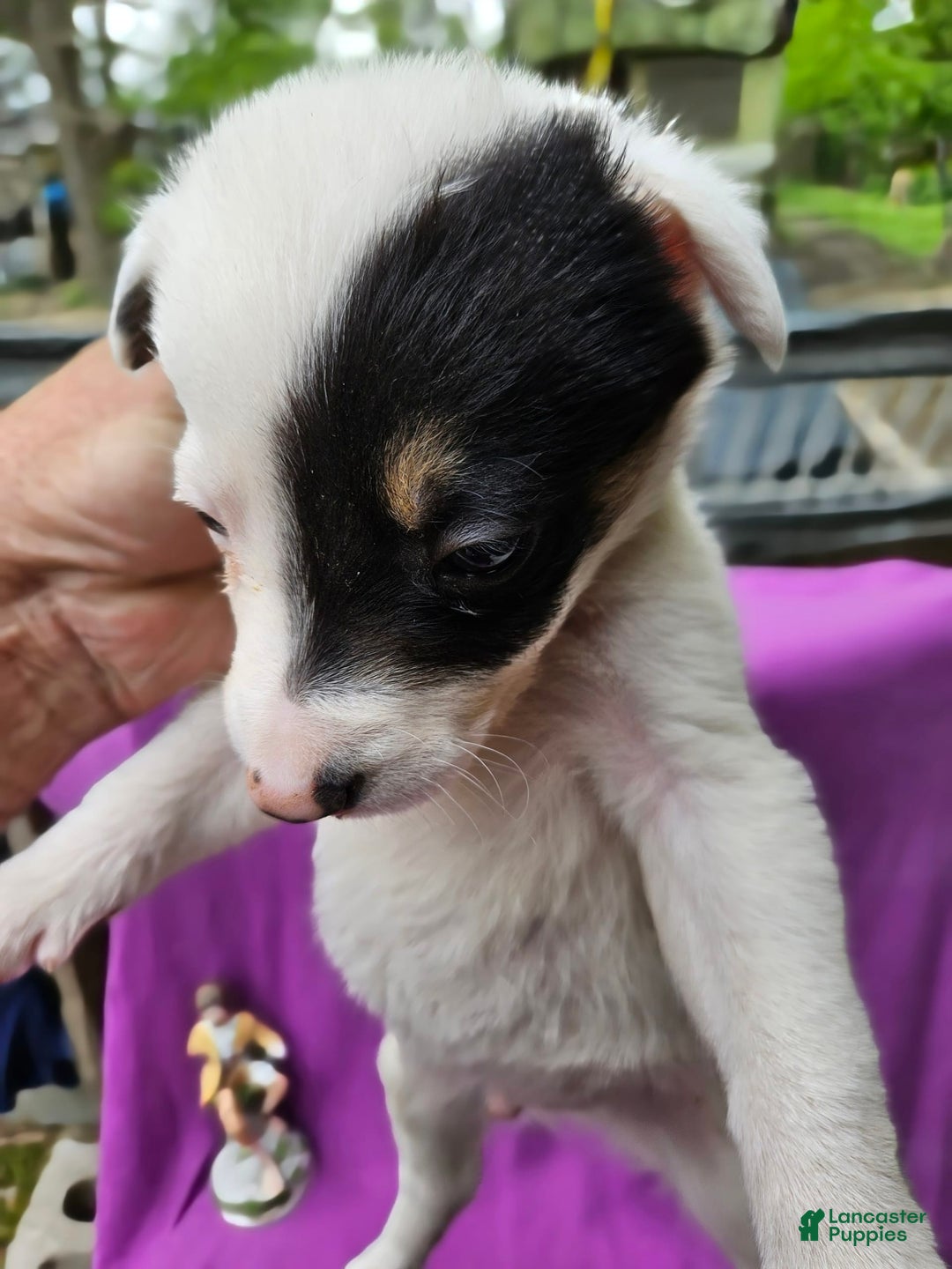 Border Collie dogs for sale: Gumbi - Image 14
