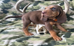 Bloodhound dogs for sale: Boss Hogg - Image 1