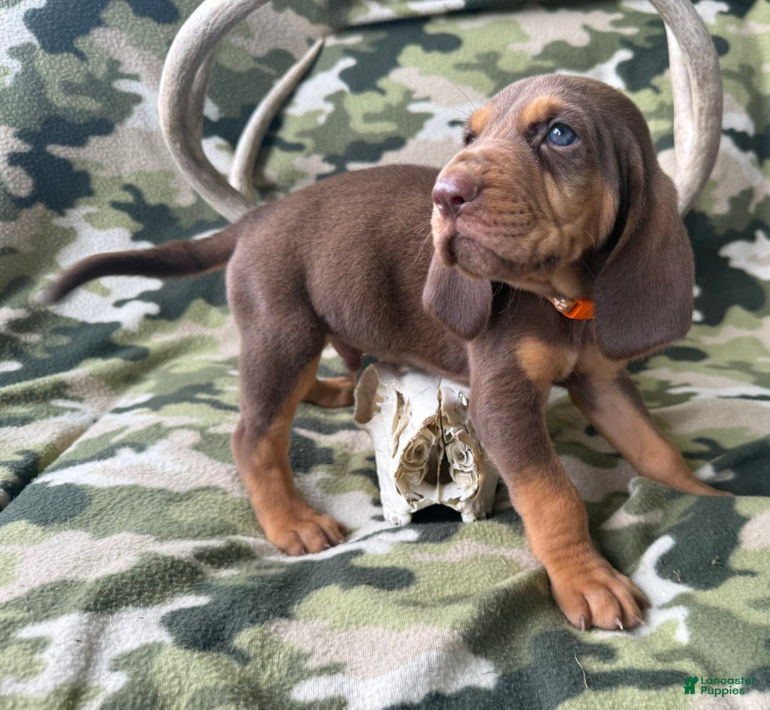 Bloodhound dogs for sale: Boss Hogg - Image 1