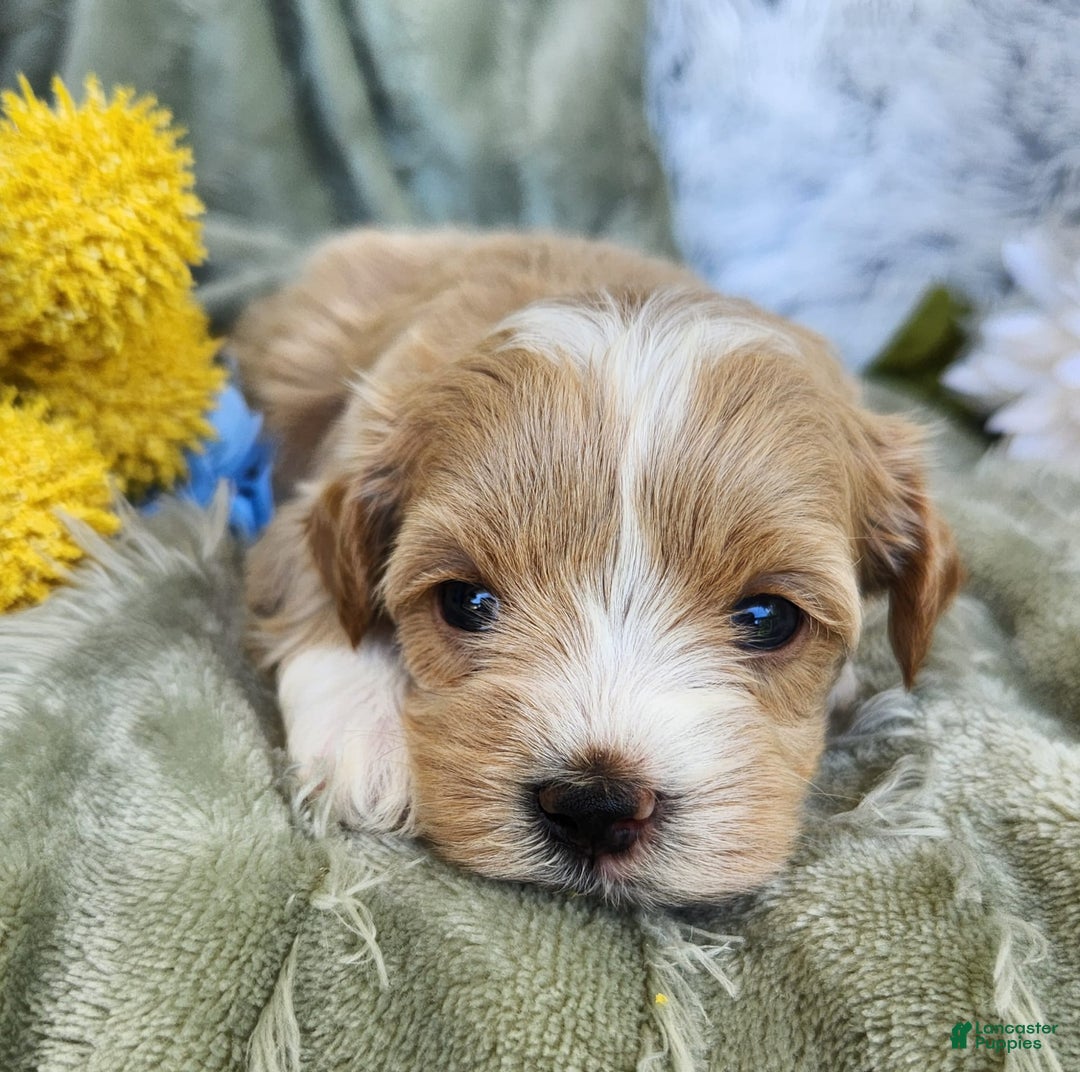 Shihpoo dogs for sale: Aspen - Image 3