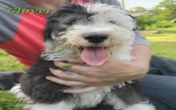 Old English Sheepdog dogs for sale: Clover - Image 2