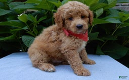 Mini Goldendoodle dogs for sale: Mack - Image 4