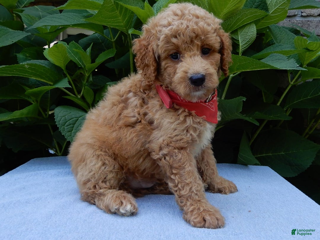 Mini Goldendoodle dogs for sale: Mack - Image 4
