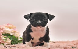 Boston Terrier dogs for sale: Shannon - Image 3