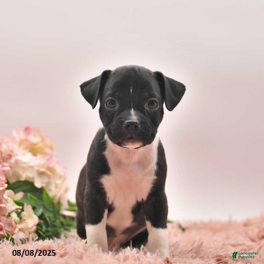 Boston Terrier dogs for sale: Shannon - Image 3