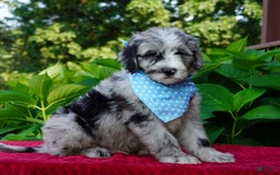 Sheepadoodle dogs for sale: Murphy - Image 1