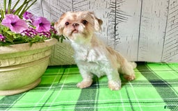 Shih Tzu dogs for sale: Cody - Image 4