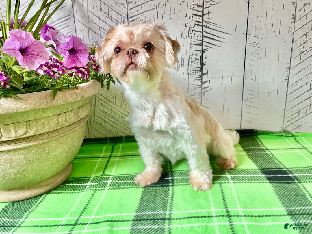 Shih Tzu dogs for sale: Cody - Image 4