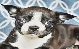 Boston Terrier dogs for sale: King - Image 7