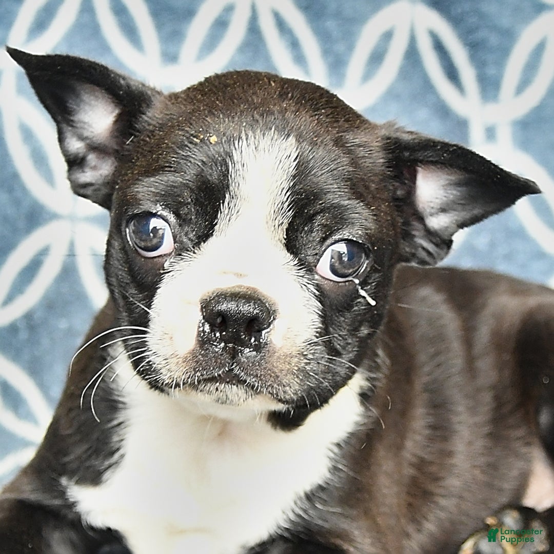 Boston Terrier dogs for sale: King - Image 7