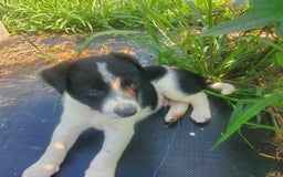 Border Collie dogs for sale: Woof Woof - Image 1