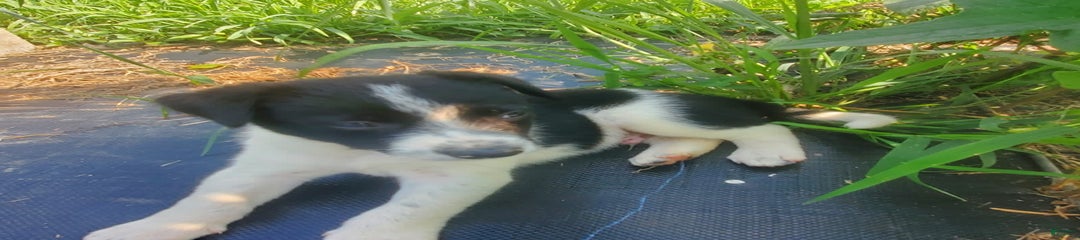 Woof Woof