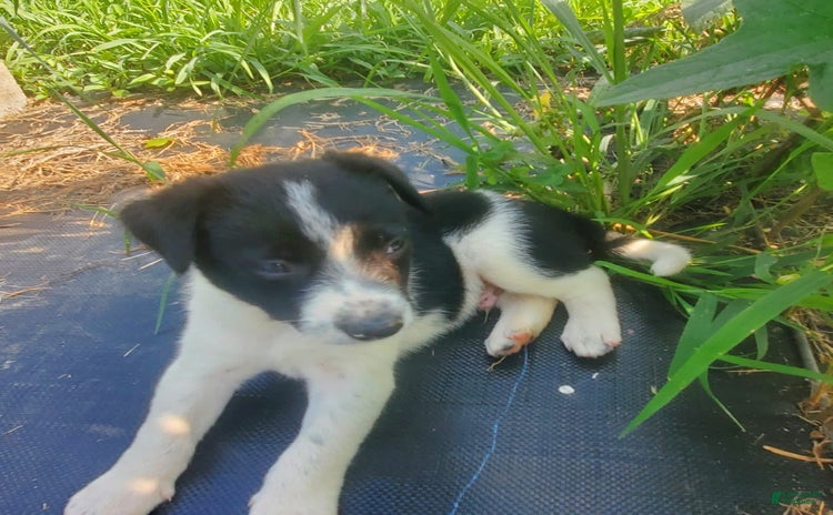 Border Collie dogs for sale - Ad 4