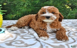 Mini Goldendoodle dogs for sale: Emma - Image 3