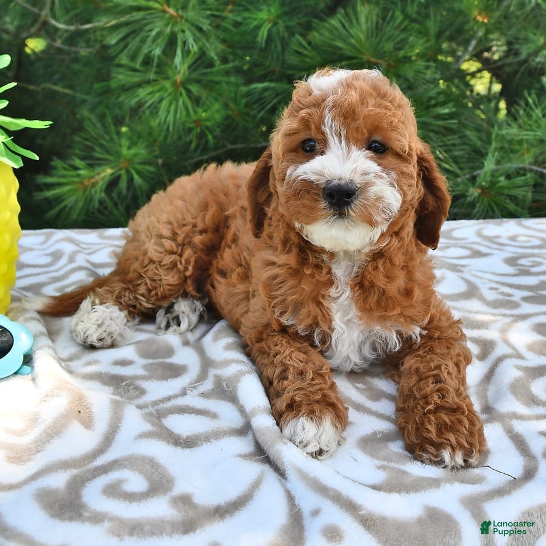 Mini Goldendoodle dogs for sale: Emma - Image 3