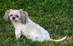 Shih Tzu dogs for sale: Jewel - Image 4