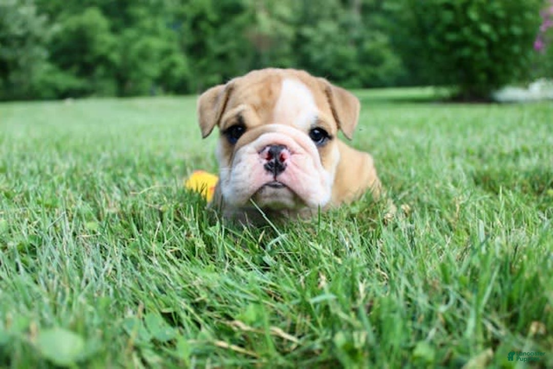English Bulldog dogs for sale: Wyatt - Image 13