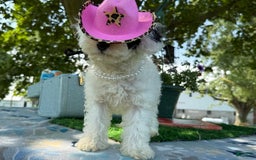 Toy Poodle dogs for sale: Doughy - Image 6