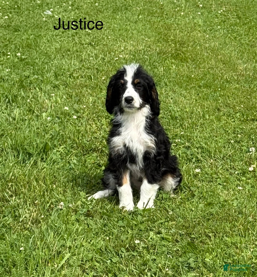 Bernedoodle dogs for sale: Justice 77956 - Image 1