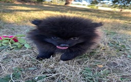 Pomeranian dogs for sale: Hudson - Image 1