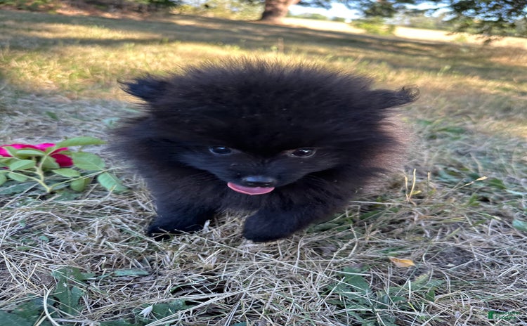 Pomeranian dogs for sale - Ad 2