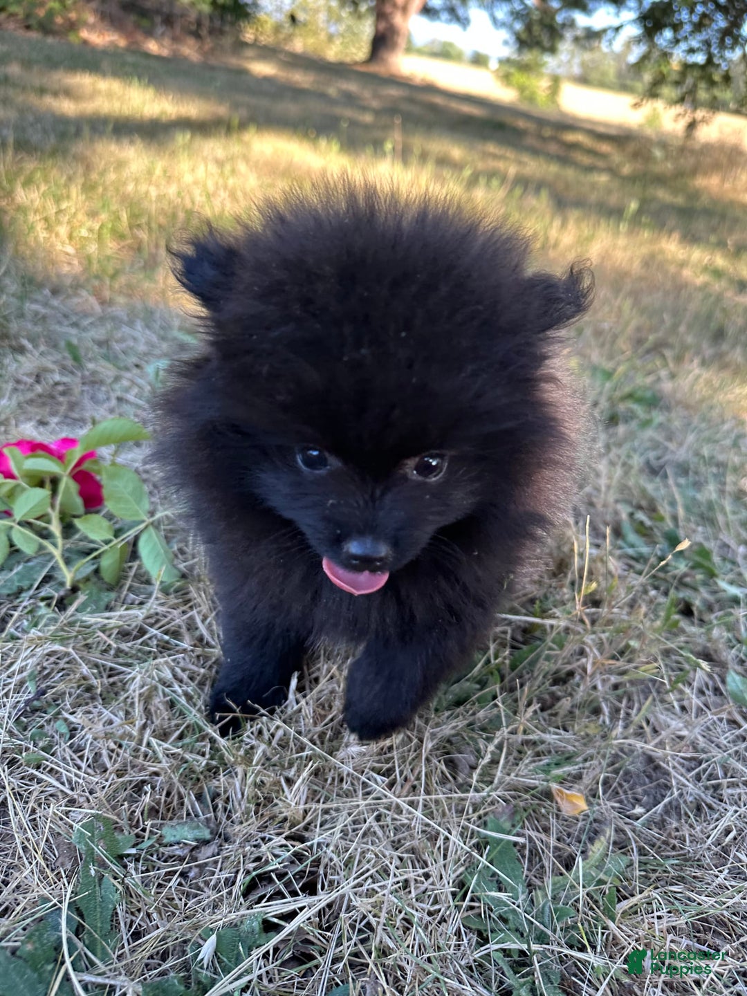 Pomeranian dogs for sale: Hudson - Image 1