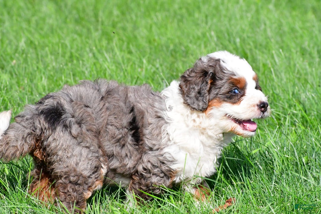 Mini Bernedoodle dogs for sale: Cassidy - Image 7