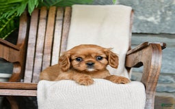 Cavalier King Charles Spaniel dogs for sale: Sweetie - Image 4