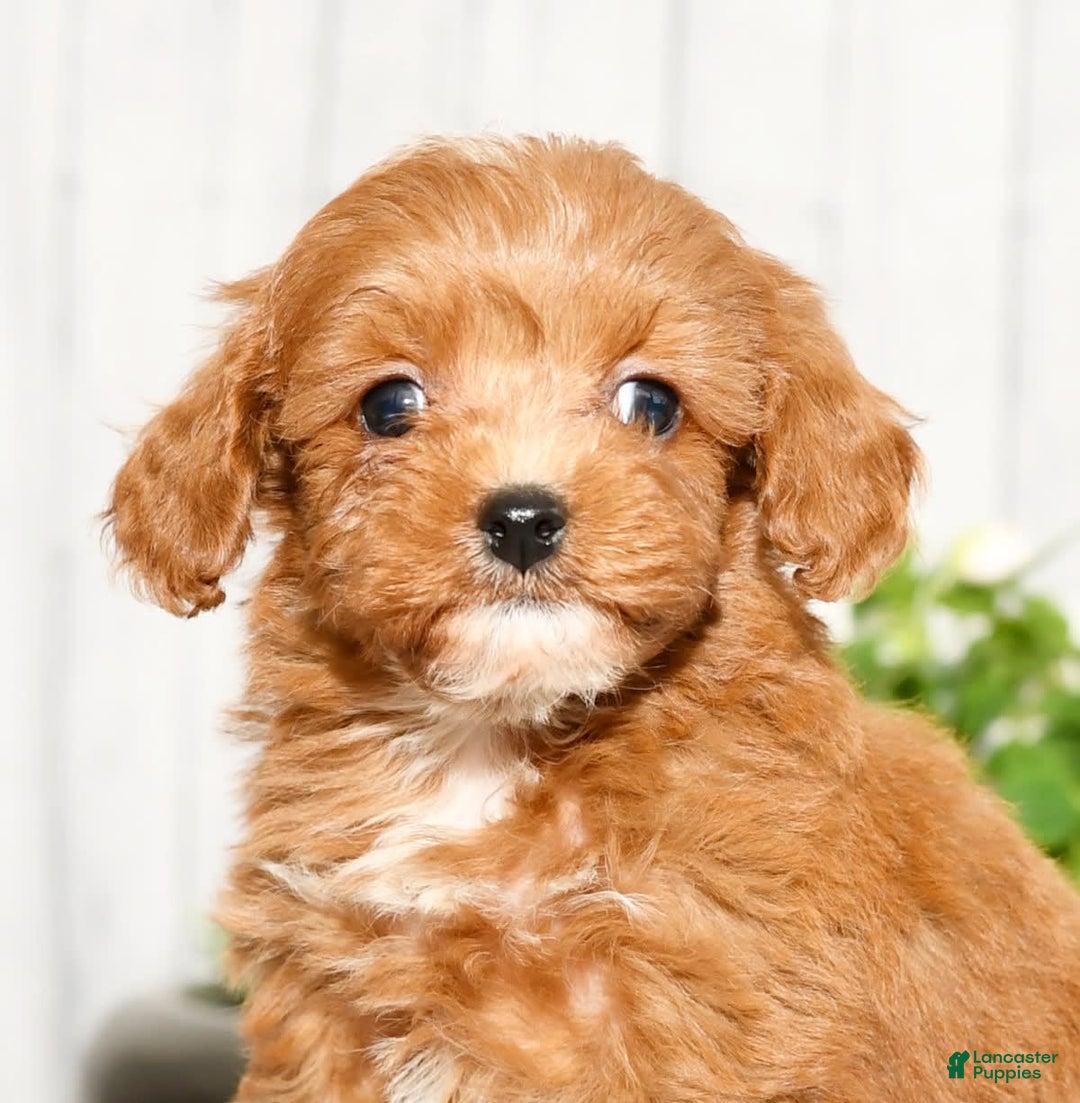 Cavapoo dogs for sale: Tucker - Image 2