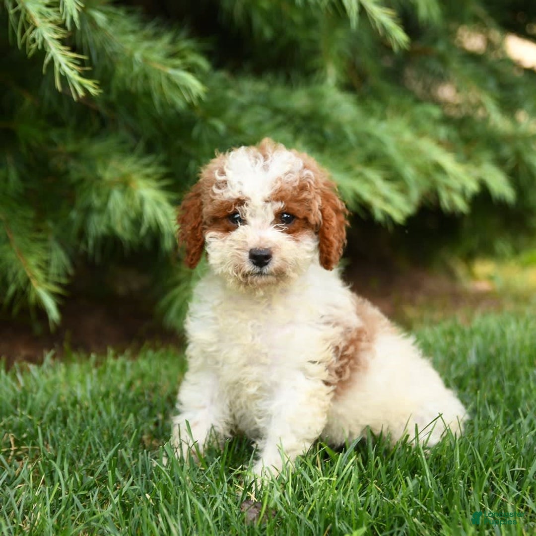 Mini Goldendoodle dogs for sale: Ginger - Image 2