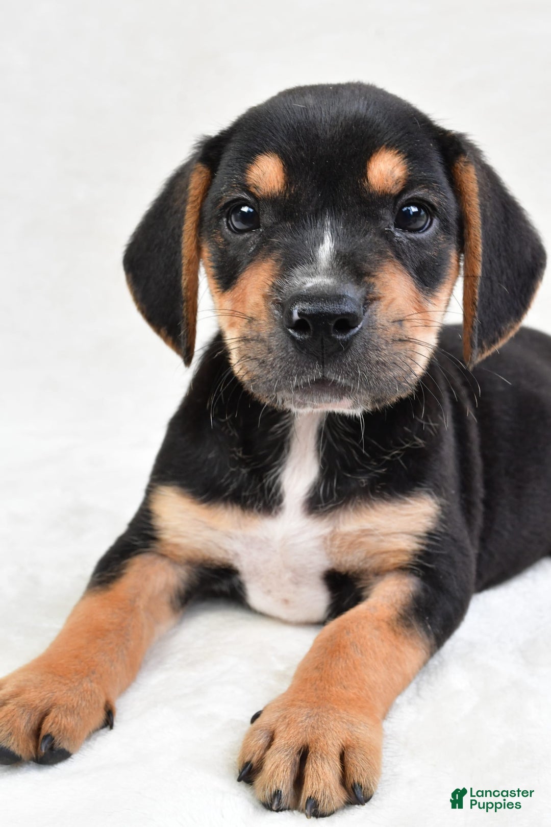 Beabull dogs for sale: Theo - Image 2