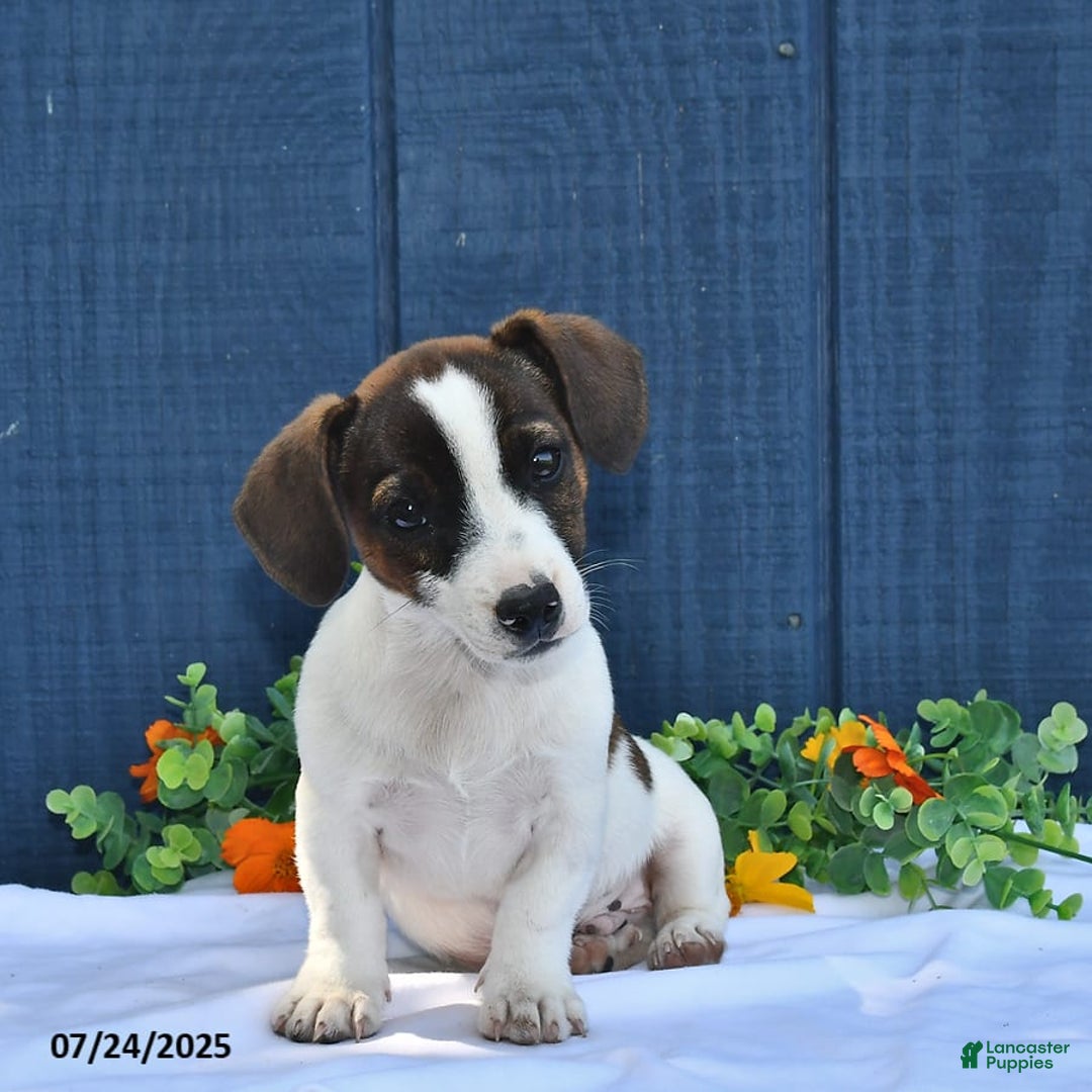 Jack Russell Terrier dogs for sale: Conley - Image 5