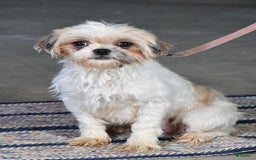 Shorkie dogs for sale: Wren - Image 8