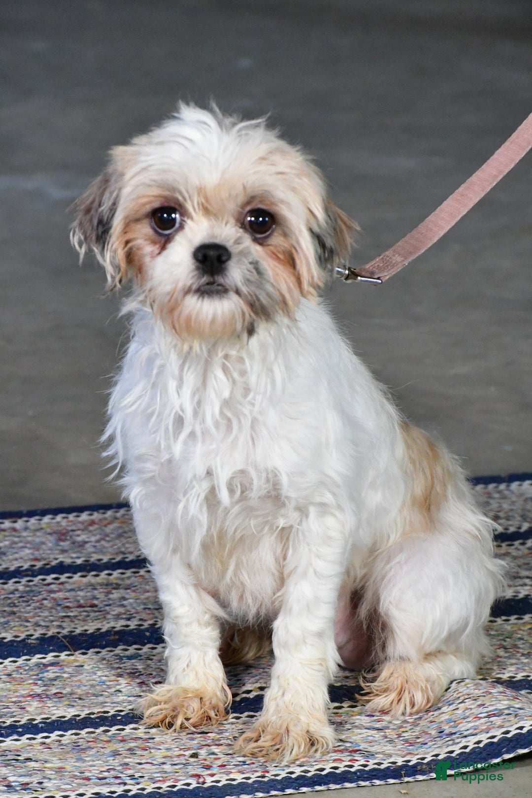 Shorkie dogs for sale: Wren - Image 8