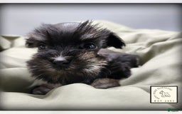Miniature Schnauzer dogs for sale: Fern - Image 7