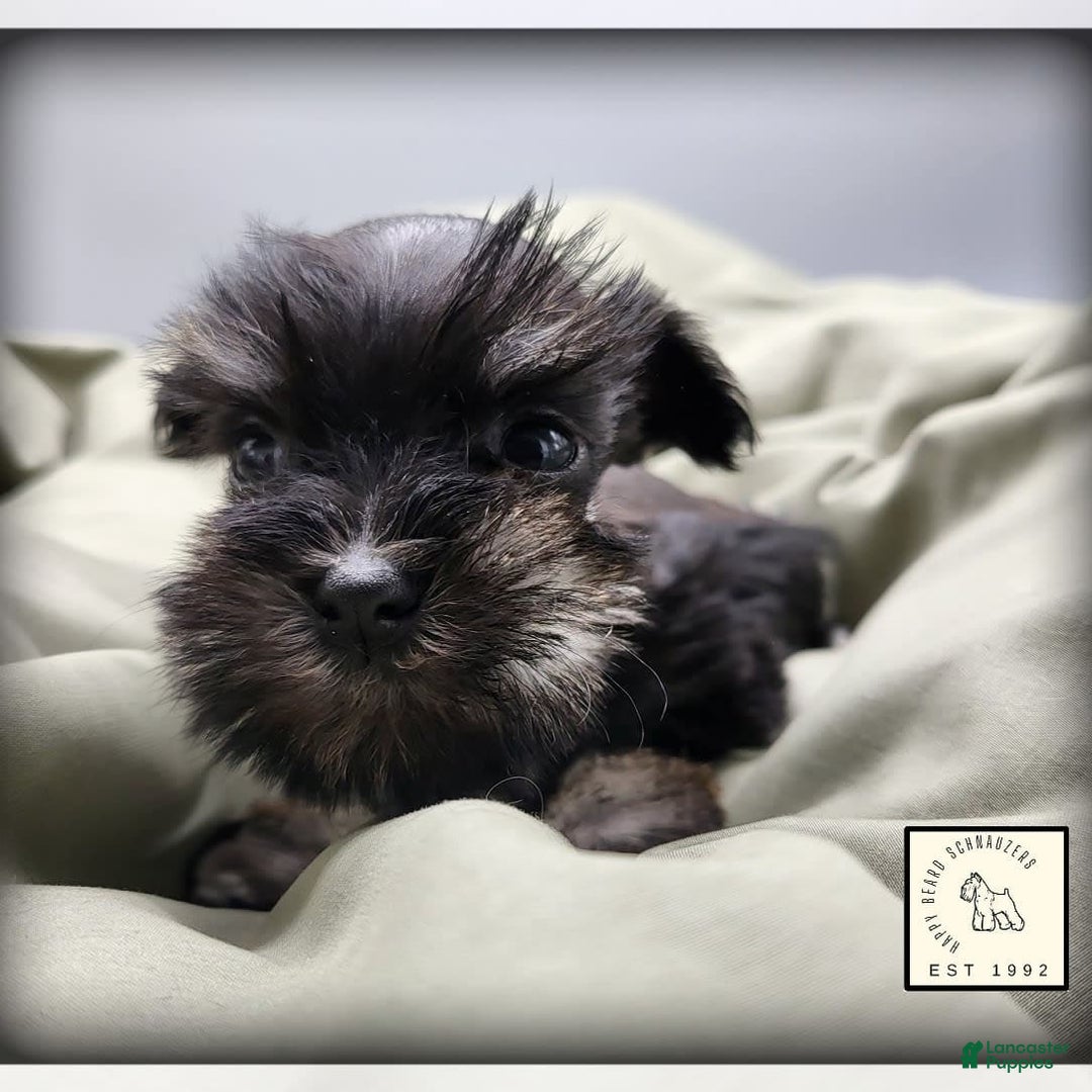 Miniature Schnauzer dogs for sale: Fern - Image 7