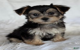 Morkie dogs for sale: LAYNE - Image 1