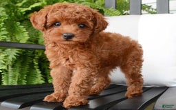 Toy Poodle dogs for sale: Daisy - Image 4