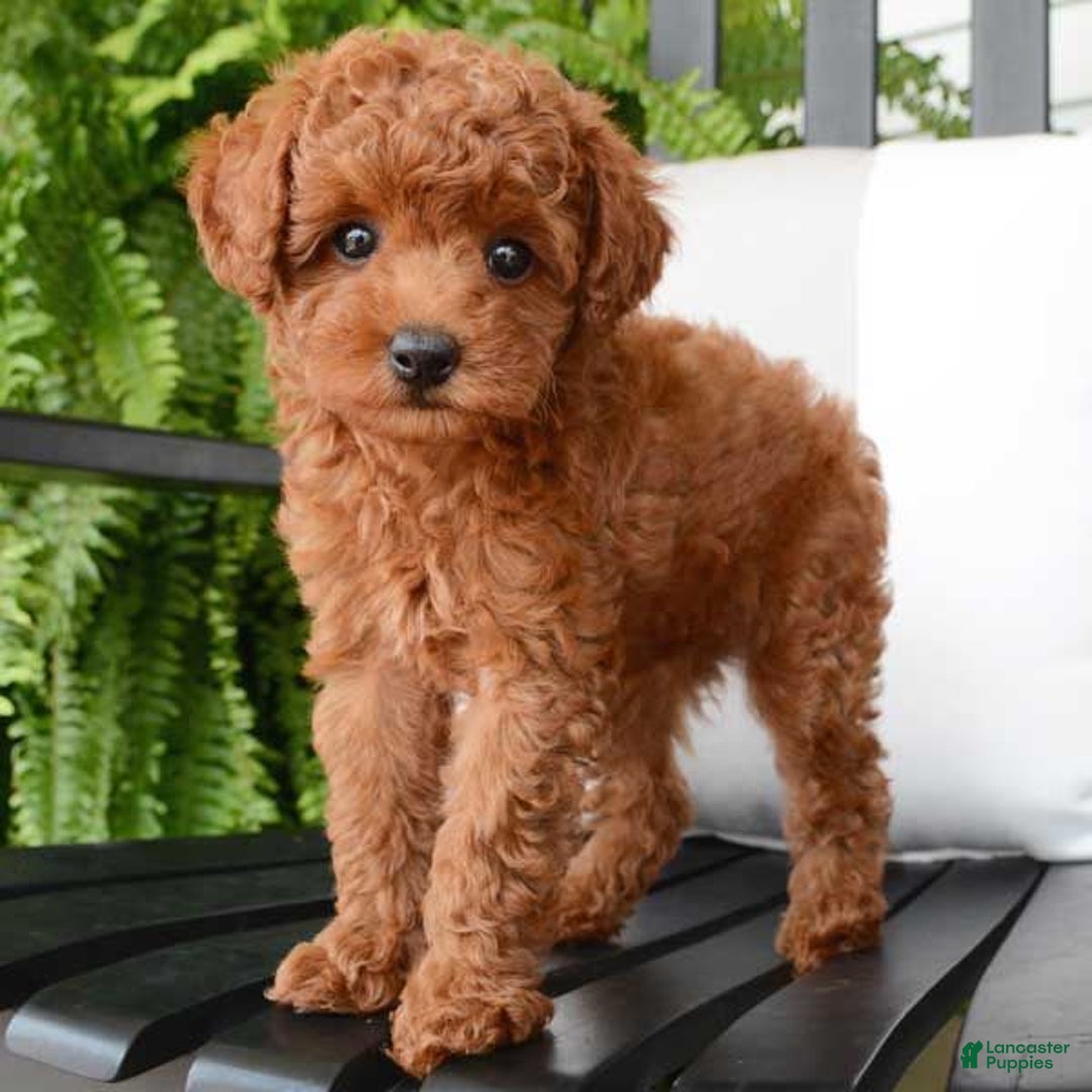 Toy Poodle dogs for sale: Daisy - Image 4