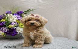 Maltipoo dogs for sale: Sunrise - Image 5