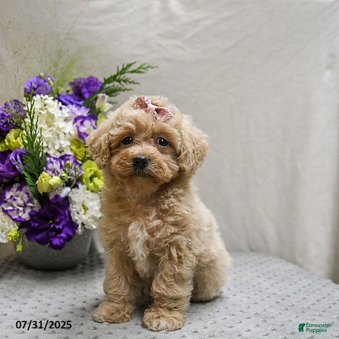 Maltipoo dogs for sale: Sunrise - Image 5
