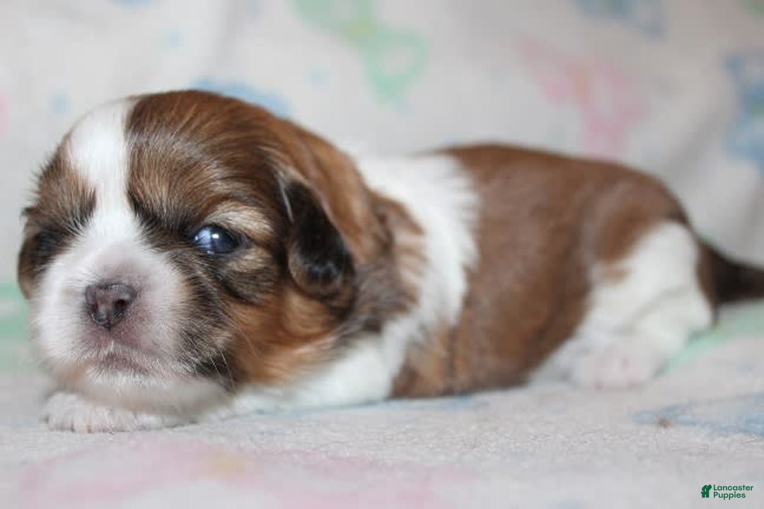 Shih Tzu dogs for sale: Anya Boy 3 - Image 8