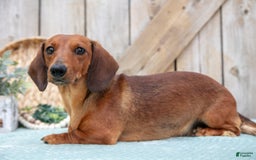 Miniature Dachshund dogs for sale: Bailey - Image 9