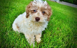 Havapoo dogs for sale: Vegas - Image 11